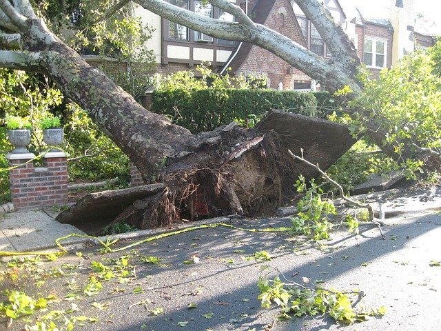 fallen tree